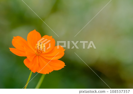  黃波斯菊 108537357