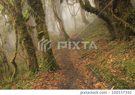 Trail leading trough a rhododendron rain forest in Nepal Trail leading trough a rhododendron rain forest in Nepal 108537392