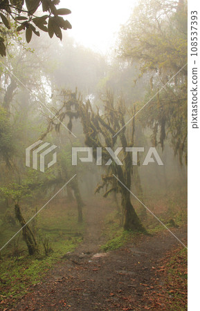 Moss covered rhododendrons on a misty morning in Nepal Moss covered rhododendrons on a misty morning in Nepal 108537393