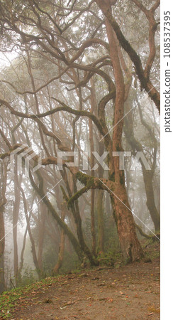 Beautiful shaped Laligurans, rhododendron in Nepal 108537395