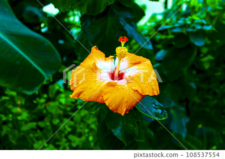 orange hibiscus wet in the rain 108537554