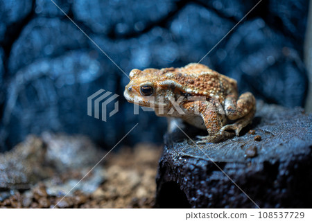 Miyako toad on the shelter Miyako toad on the shelter 108537729