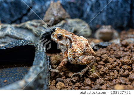 Miyako toad on the ground 108537731