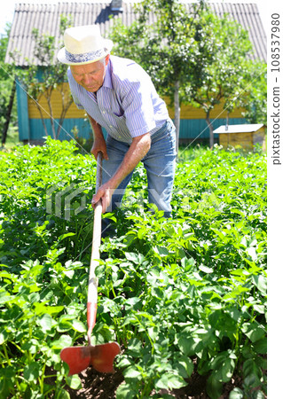 Elderly man weeds a garden bed with a hoe 108537980