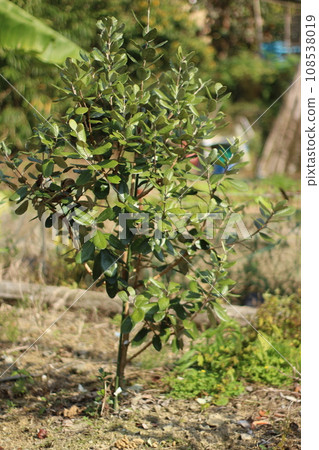 Feijoa Tree 108538019