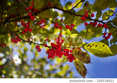 The fruiting plum tree, which has the flower language of ``wisdom'', ``brightness'', ``deep love'' and a gentle impression, is rich in red fruits (horizontal) The fruiting plum tree, which has the flower language of ``wisdom'', ``brightness'', ``deep love'' and a gentle impression, is rich in red fruits (horizontal) 108538022