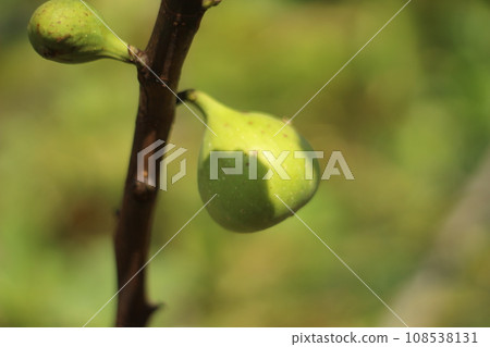 The fruit of FIG. 108538131