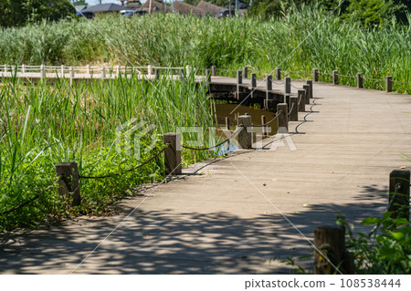 Wooden path in midsummer park (Matsudo, Chiba Prefecture) 108538444