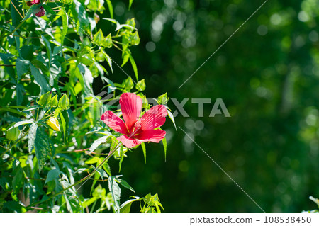 Red maple hyacinth blooming in the summer sunlight Red maple hyacinth blooming in the summer sunlight 108538450