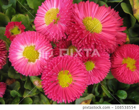 pink daisy flower 108538554