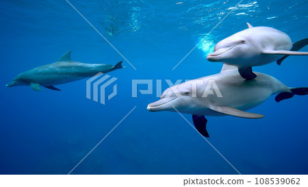 Dolphins_Mikurajima_21_2 隻海豚 Dolphins_Mikurajima_21_2 隻海豚 108539062