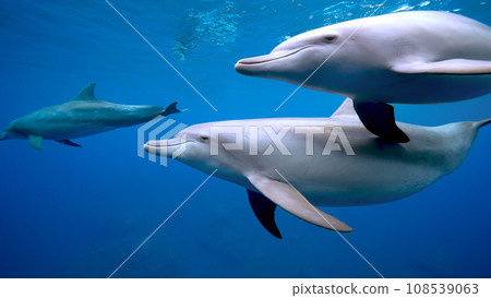 Dolphins_Mikurajima_22_2 隻海豚 108539063