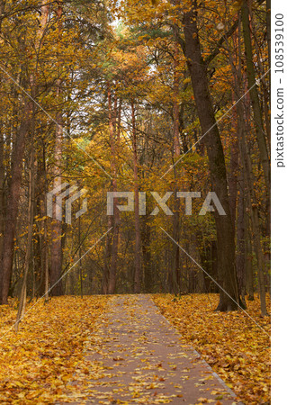 Autumn park with a carpet of yellow fallen leaves. Autumn park with a carpet of yellow fallen leaves. 108539100
