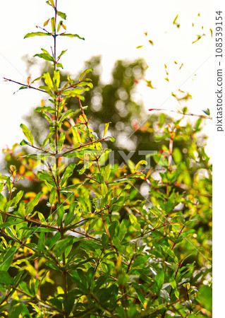 Pomegranate tree Pomegranate tree 108539154