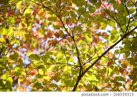 Autumn leaves of American persimmon Autumn leaves of American persimmon 108539315