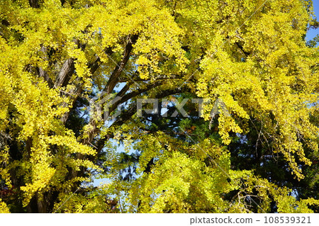 Large ginkgo tree at Shoboji Temple in Wazuka-cho, Kyoto Prefecture Large ginkgo tree at Shoboji Temple in Wazuka-cho, Kyoto Prefecture 108539321