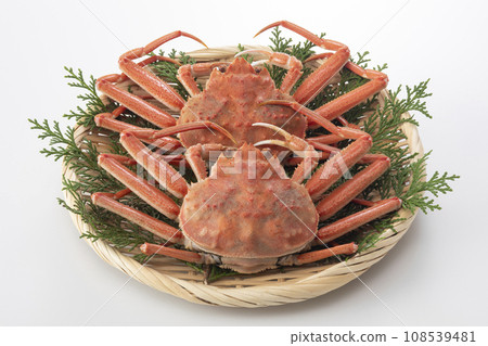精工蟹 精工蟹 精工蟹 精工蟹 108539481