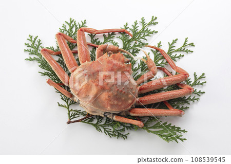 Seiko crab Seiko crab Seiko crab Seiko crab 108539545