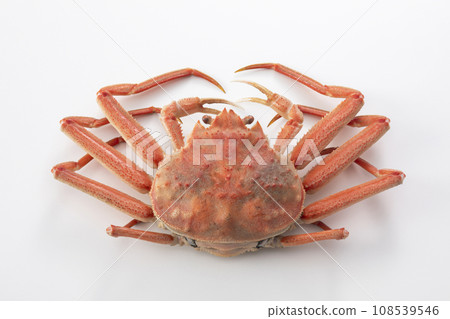 精工蟹 精工蟹 108539546