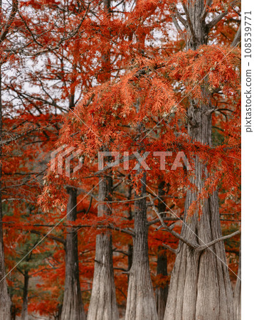 Cute child girl walking and playing in a autumnal forest. Little girl in warm clothes walks in the park Cute child girl walking and playing in a autumnal forest. Little girl in warm clothes walks in the park 108539771