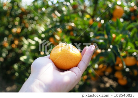 蜜柑田採摘蜜柑 108540023