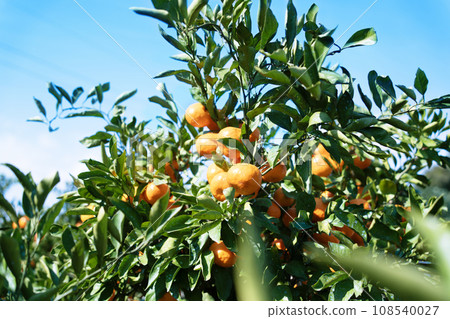 蜜柑田採摘蜜柑 蜜柑田採摘蜜柑 108540027
