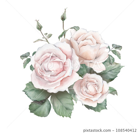 Watercolor composition from white creame roses and green leaves. Hand drawn illustration isolated white background. Element hand painted natural plant twigs with ligth pink rose for design 108540412