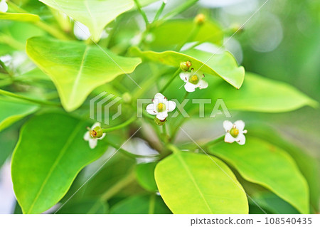 Soyogo 美麗的白色花朵（春天，五月） 108540435