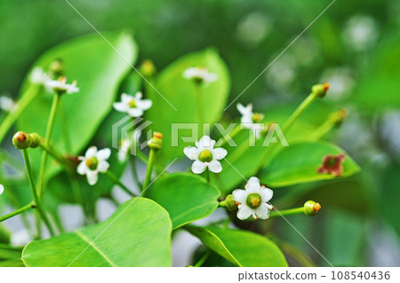 Soyogo 美麗的白色花朵（春天，五月） 108540436