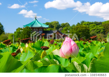 東京夏季上野公園、不忍池 東京夏季上野公園、不忍池 108540663