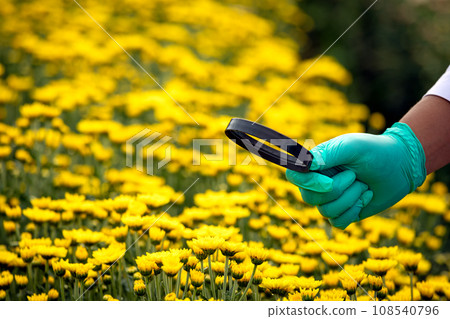 Scientist hand green gloves holding magnifying glass close up to check yellow Chrysanthemums 108540796