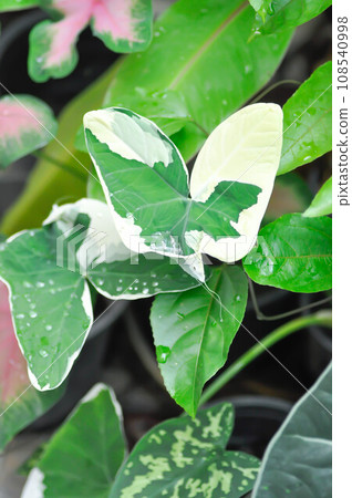 Albomarginata, Araceae or Schott or Xanthosoma sagittifolium or XANTHOSOMA or Mickey Mouse Plant 108540998