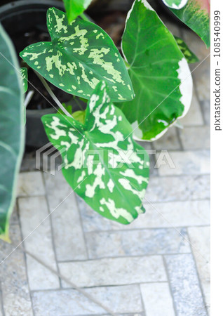 Colocasia Esculenta Hilo Beauty,Colocasia or Esculenta Hilo or Colocasia bicolor 108540999