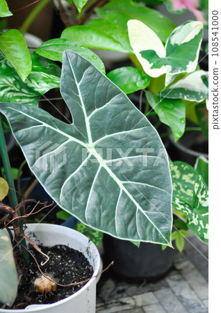 Alocasia longiloba Satun or alocasia black, alocasia black satun or Araceae Alocasia longiloba Satun or alocasia black, alocasia black satun or Araceae 108541000