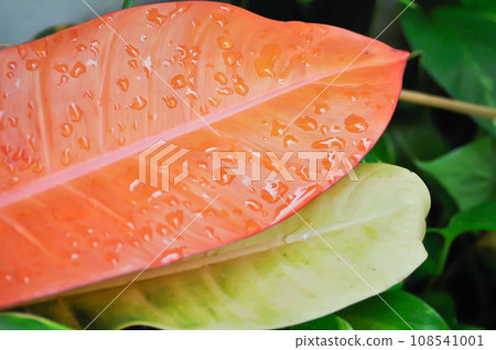 Philodendron sunlight ,Philodendron plant or orange leaf 108541001