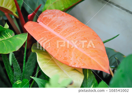 Philodendron sunlight ,Philodendron plant or orange leaf 108541002