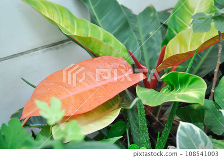 Philodendron sunlight ,Philodendron plant or orange leaf Philodendron sunlight ,Philodendron plant or orange leaf 108541003