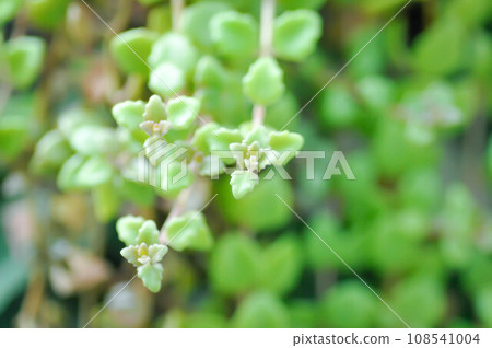 Miniature Peperomia or Pilea depressa Miniature Peperomia or Pilea depressa 108541004