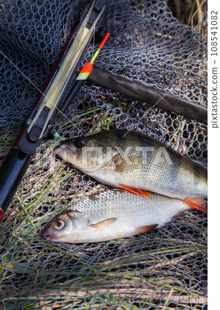 Common perch or European perch (Perca Fluviatilis) and common roach (Rutilus Rutilus) with float rod on black fishing net.. Common perch or European perch (Perca Fluviatilis) and common roach (Rutilus Rutilus) with float rod on black fishing net.. 108541082