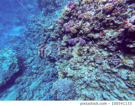 Underwater life of reef with corals and tropical fish. Coral Reef at the Red Sea, Egypt. 108541133