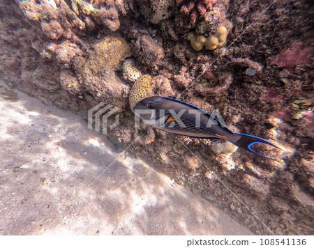 Close up view of Surgeon fish or sohal tang fish (Acanthurus sohal) at the Red Sea coral reef.. 108541136