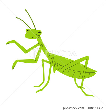 Green mantis vector flat style on white background. Vector illustration. Large predator insect.  108541334