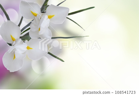 fresh blue irise flowers fresh blue irise flowers 108541723