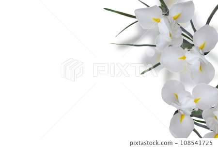 fresh blue irise flowers fresh blue irise flowers 108541725