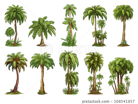 Palm trees. Coconut tree set in realistic cartoon style, tropical beach flourish coco plants isolated vector elements collection 108541857