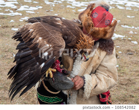 Feeding the eagle. Predatory golden eagle eats prey. Portrait of a golden eagle on the hands of a hunter who eats meat. Close up. Feeding the eagle. Predatory golden eagle eats prey. Portrait of a golden eagle on the hands of a hunter who eats meat. Close up. 108542082
