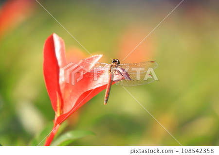 Red dragonfly resting wings Red dragonfly resting wings 108542358