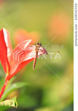 Red dragonfly resting wings Red dragonfly resting wings 108542359