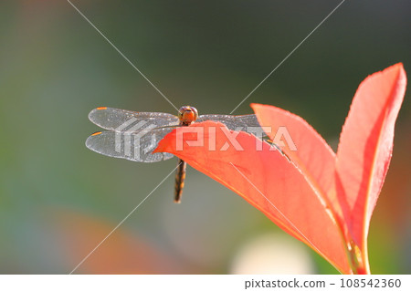 Red dragonfly resting wings Red dragonfly resting wings 108542360