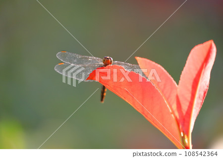 Red dragonfly resting wings Red dragonfly resting wings 108542364